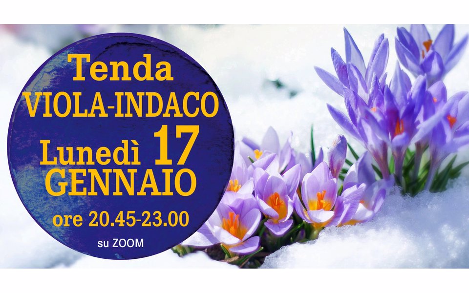 tenda viola w